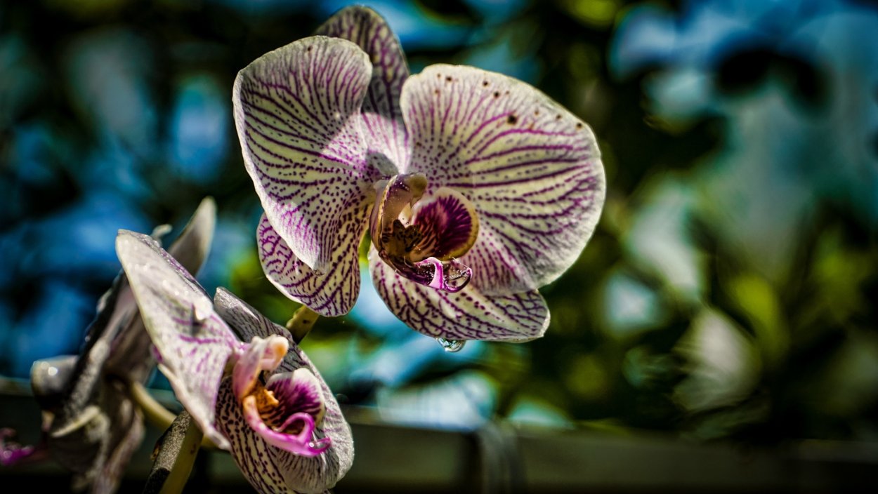 Орхидея хамелеон фаленопсис