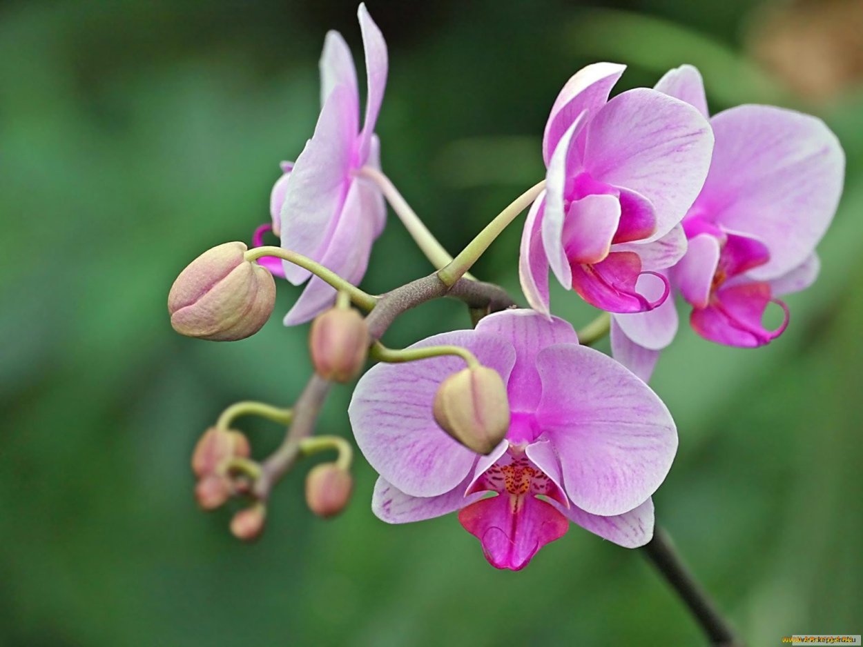 Орхидея фаленопсис соцветие