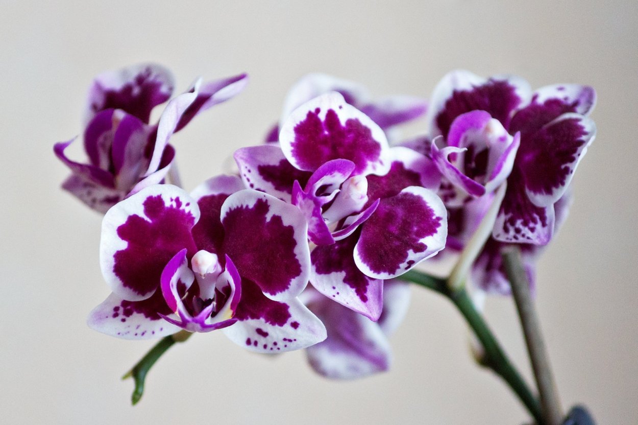 Фаленопсис Монте Карло