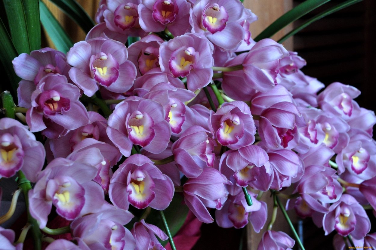 Фаленопсис Сан Себастьян