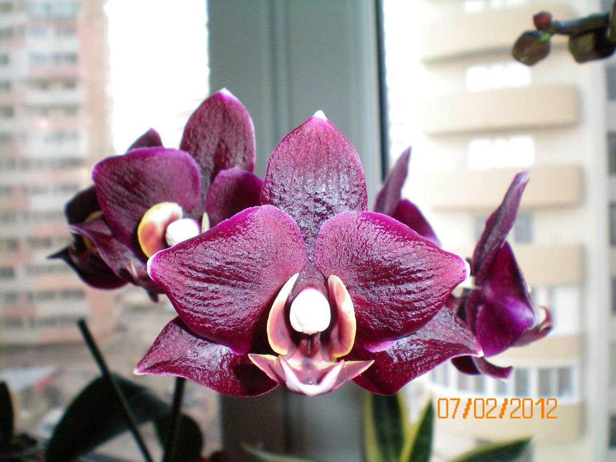 Фаленопсис Элегант Дебора