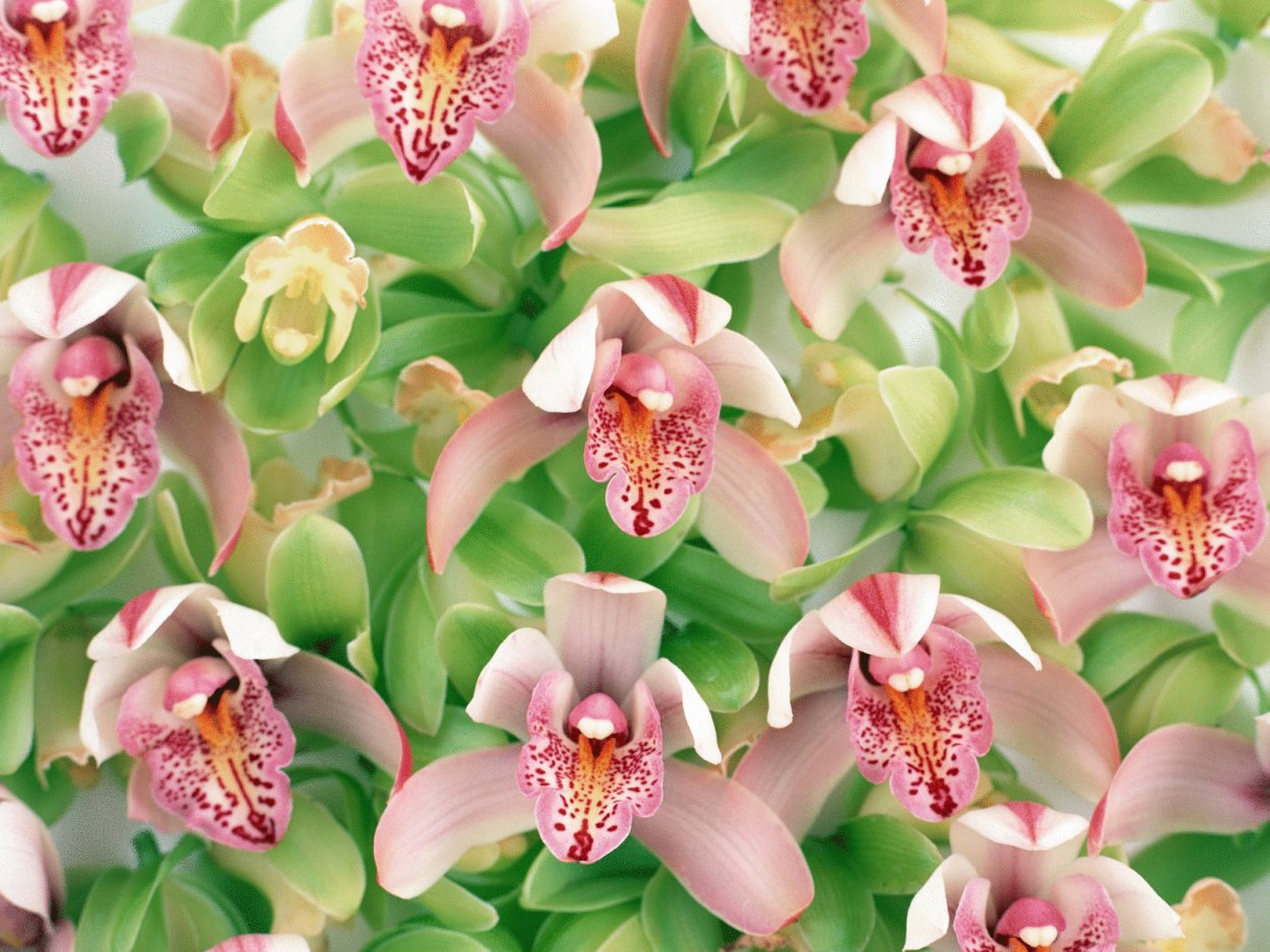 Фаленопсис папайя