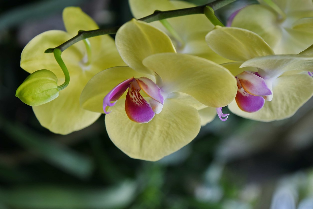 Фаленопсис София