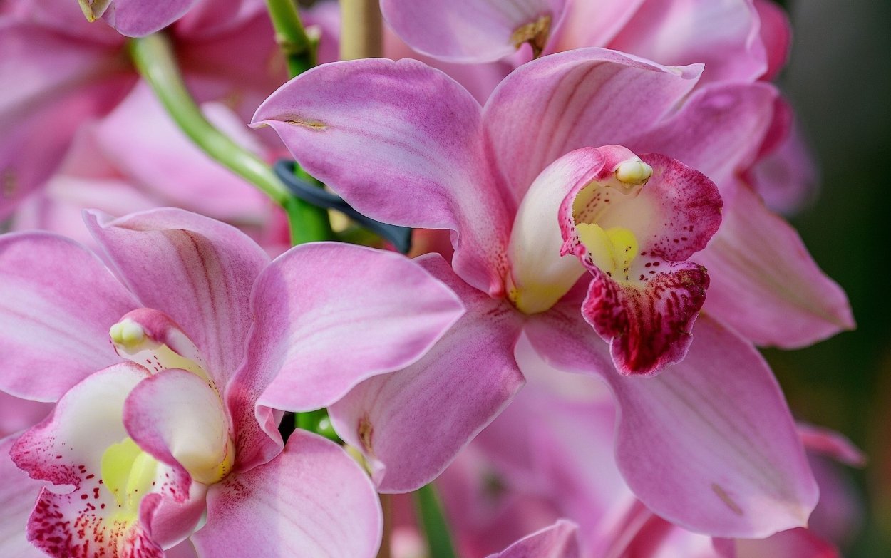 Орхидея Cymbidium