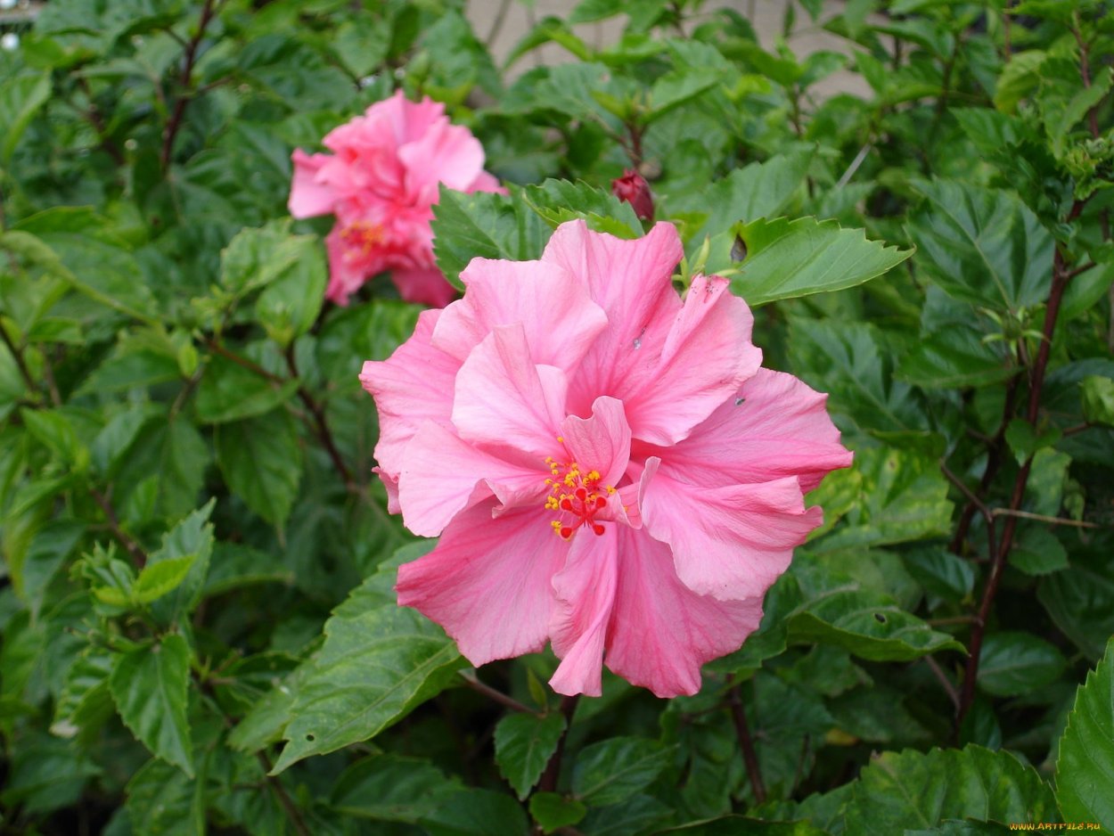 Гибискус полумахровый