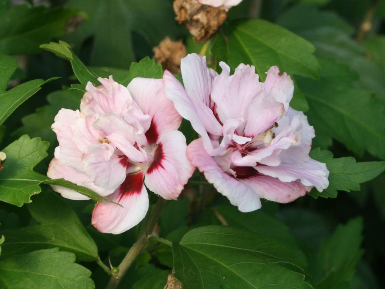 Гибискус леди Стэнли