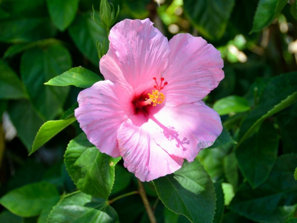 Гибискус древовидный красный