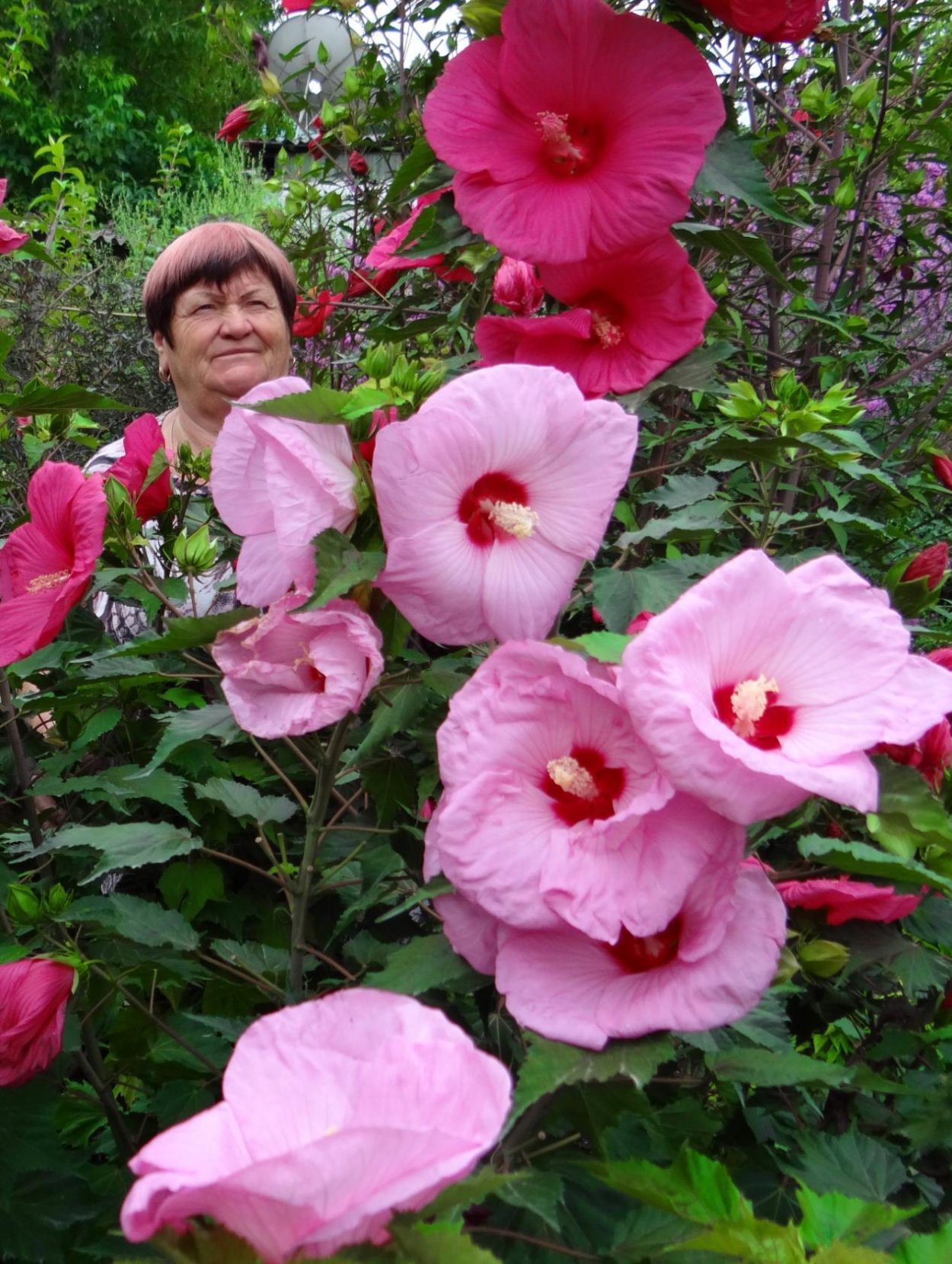 Гибискус сирийский leopoldii