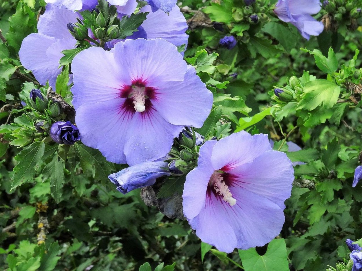 Гибискус сирийский Озиау Блу