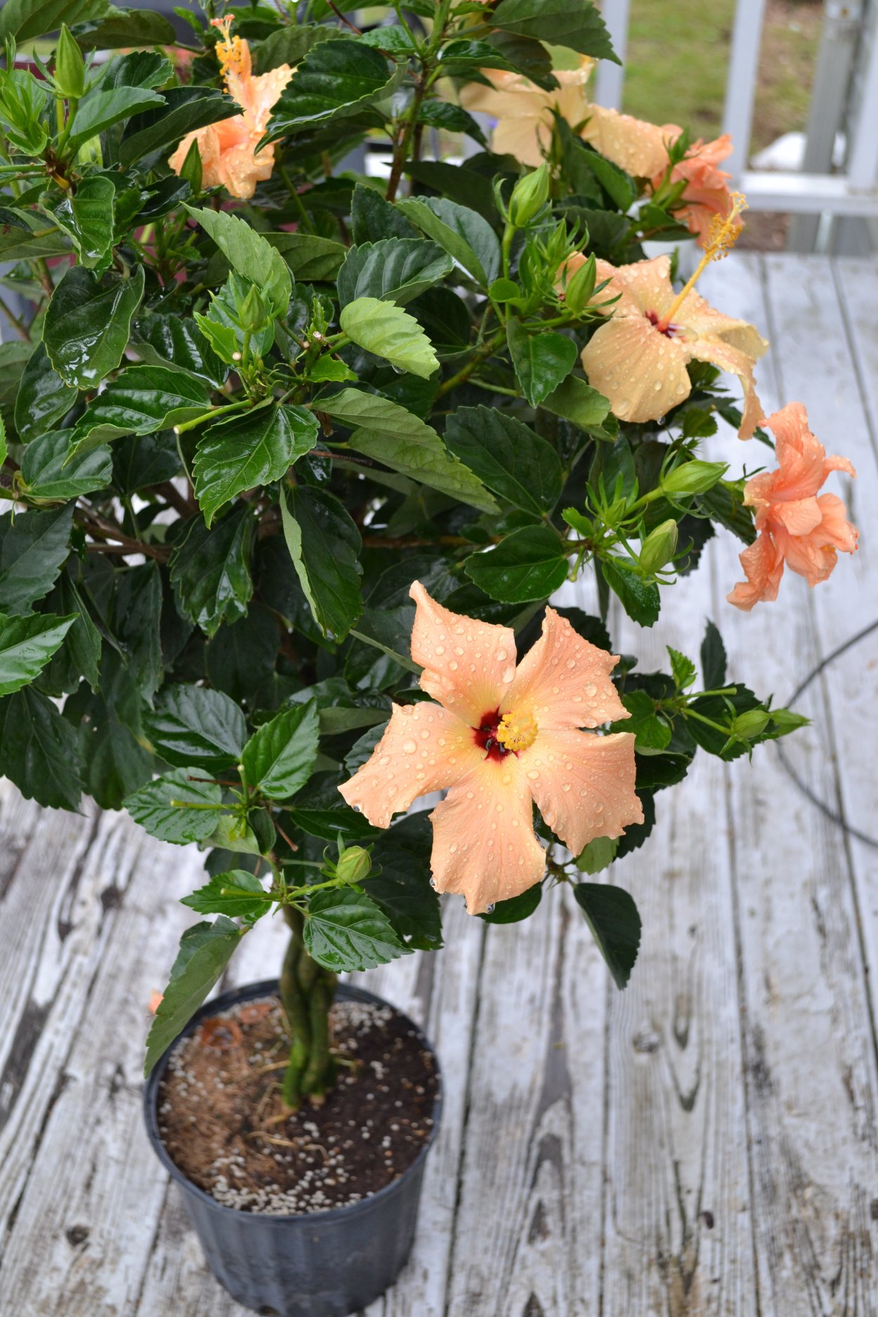 Гибискус древовидный комнатный