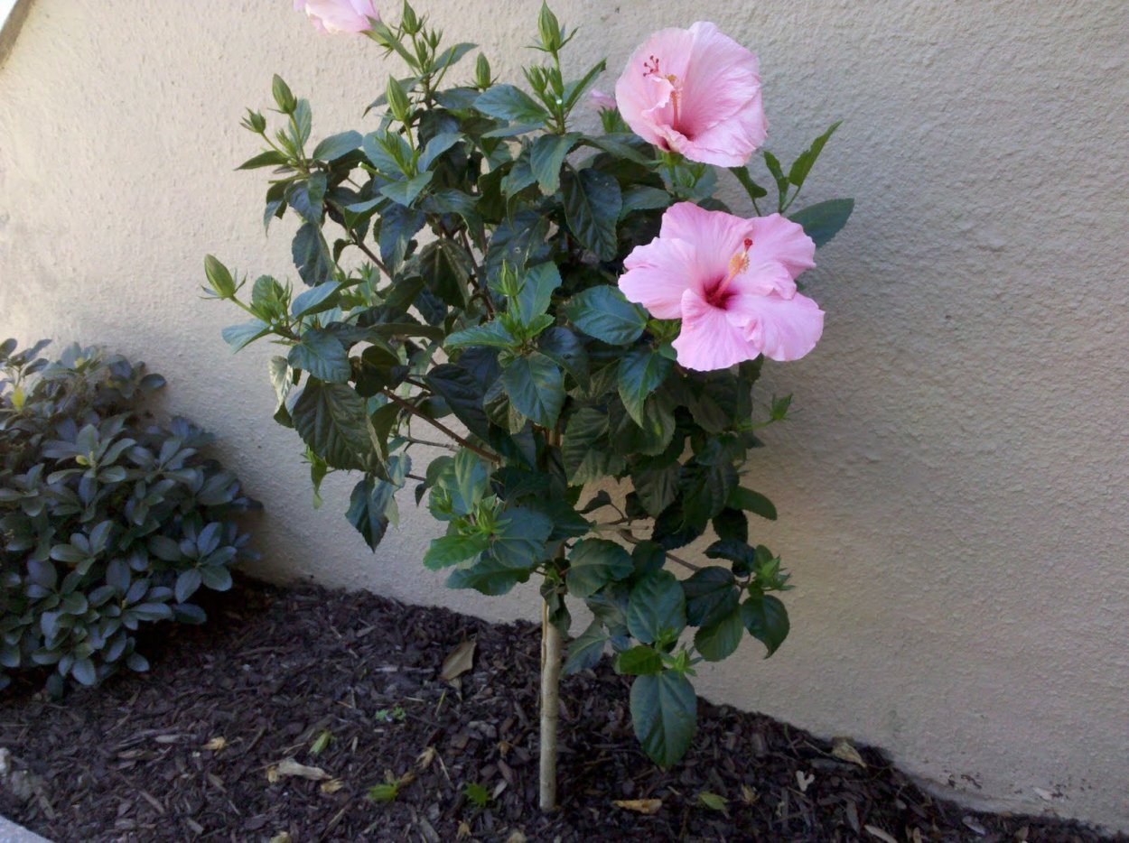 Гибискус сирийский штамбовый