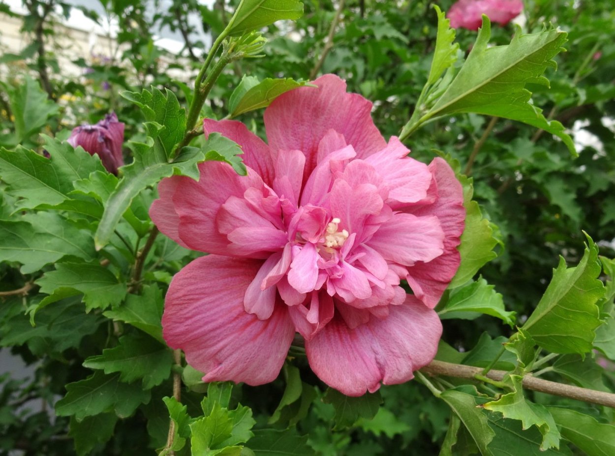 Гибискус сирийский махровый