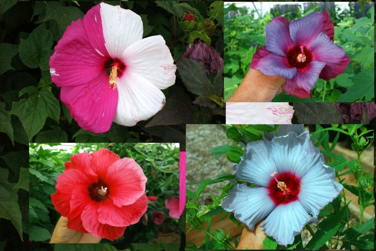 Гибискус Литтл Принс