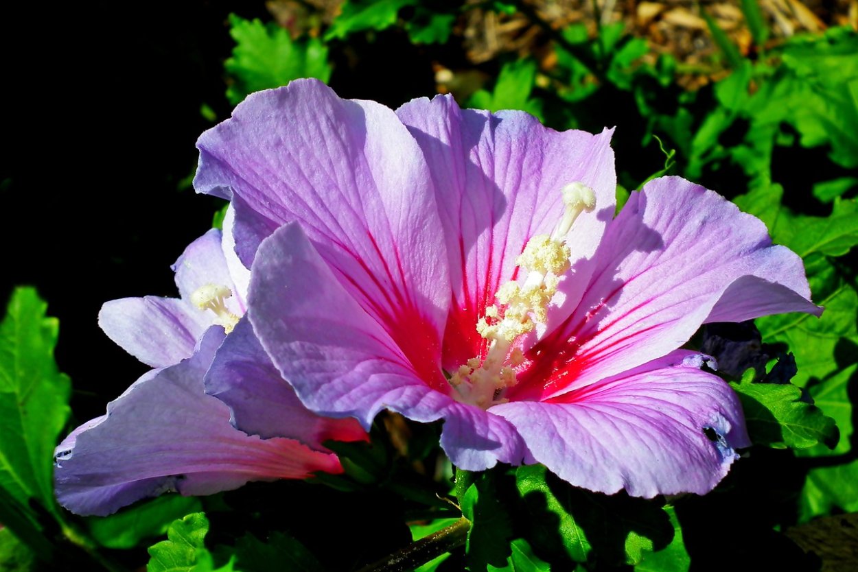 Гибискус пихабай