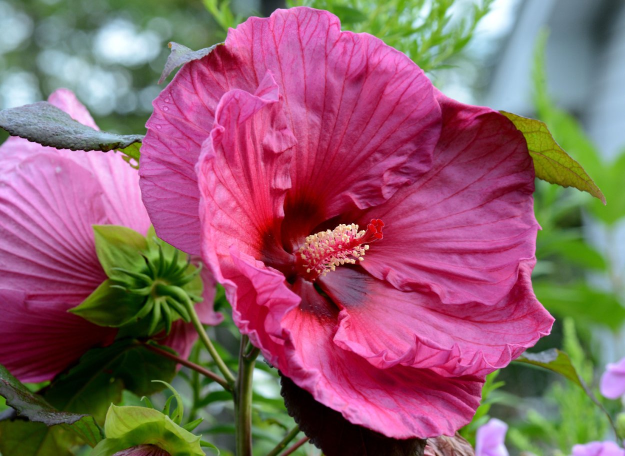Гибискус гибридный (Hibiscus hybridus)