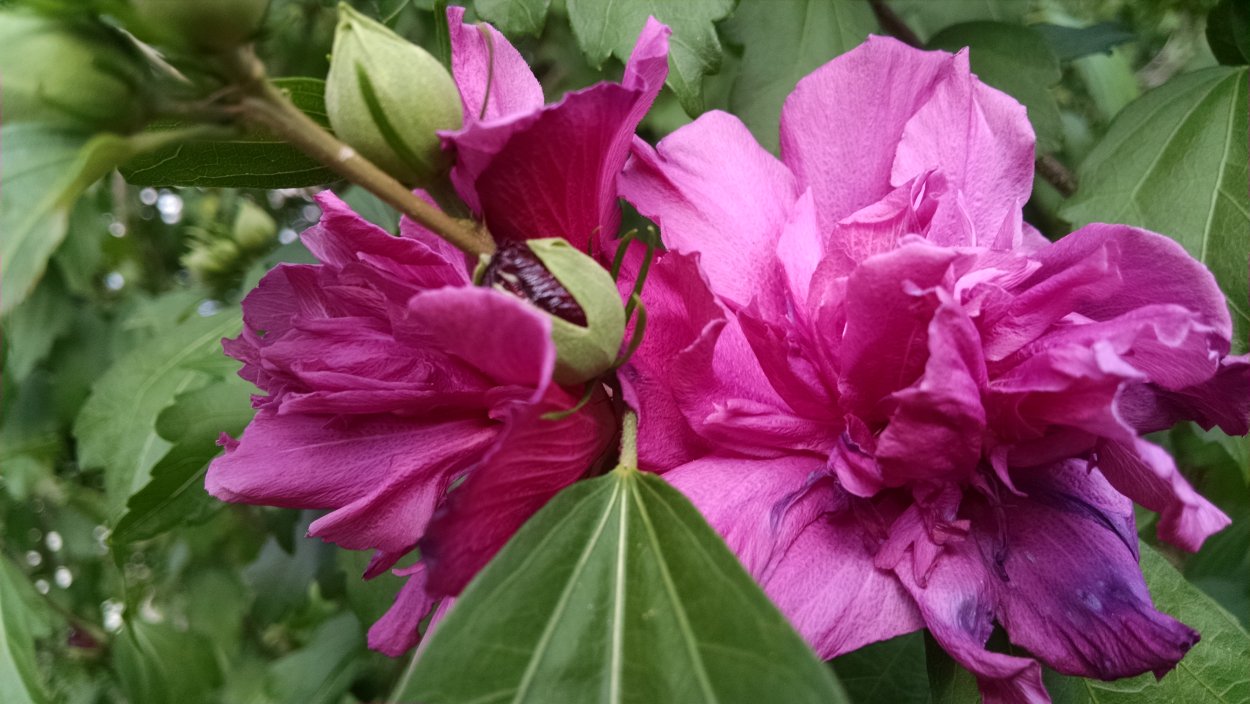 Гибискус сирийский Валентина