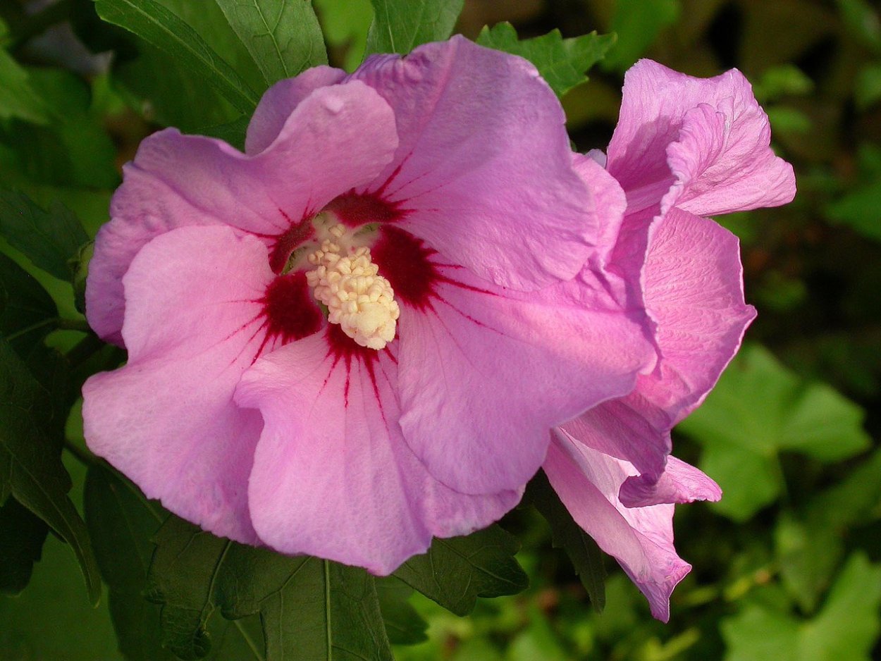 Hibiscus syriacus 'Marina'