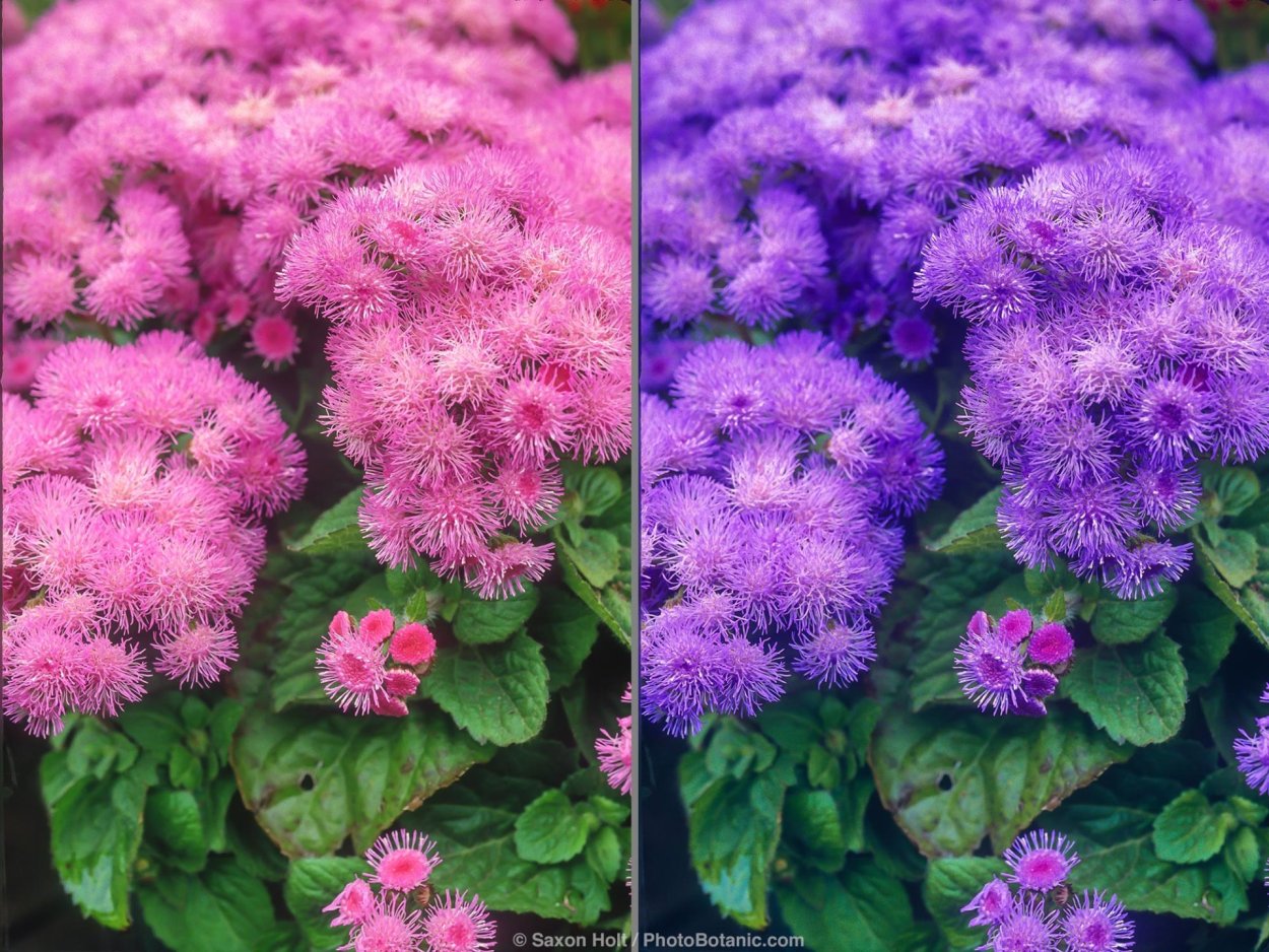 Агератум Блю Дануб