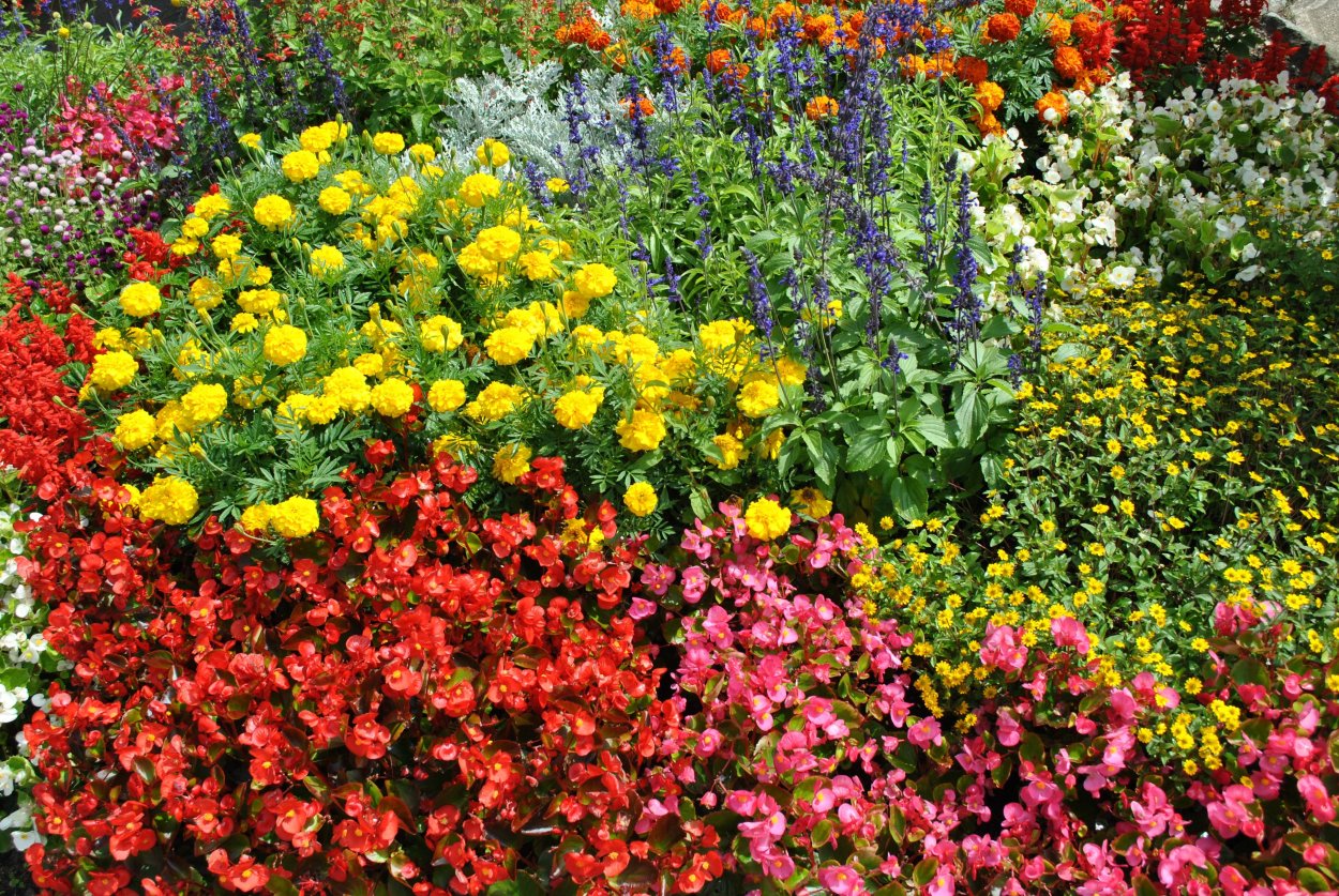 Клумбовые многолетники.