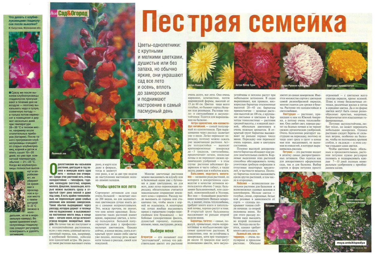 Список однолетних цветов для сада