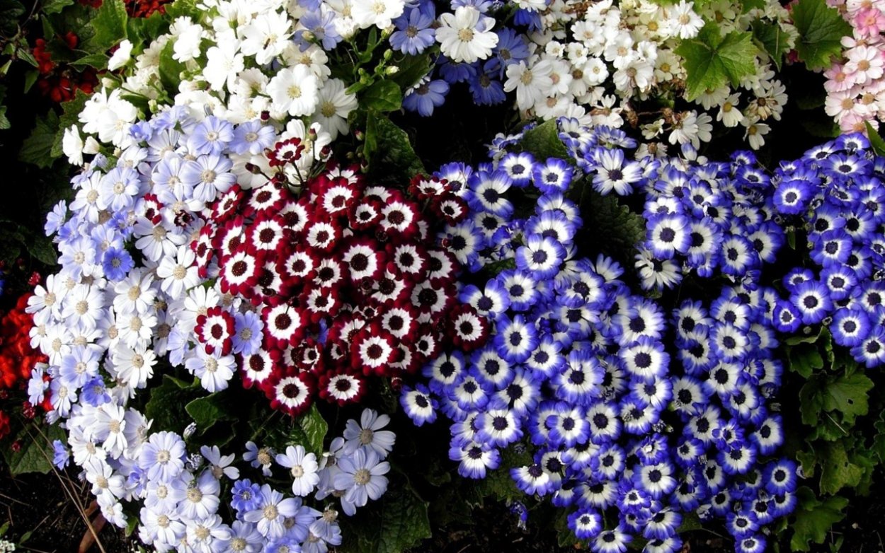 Цинерария Джестер микс