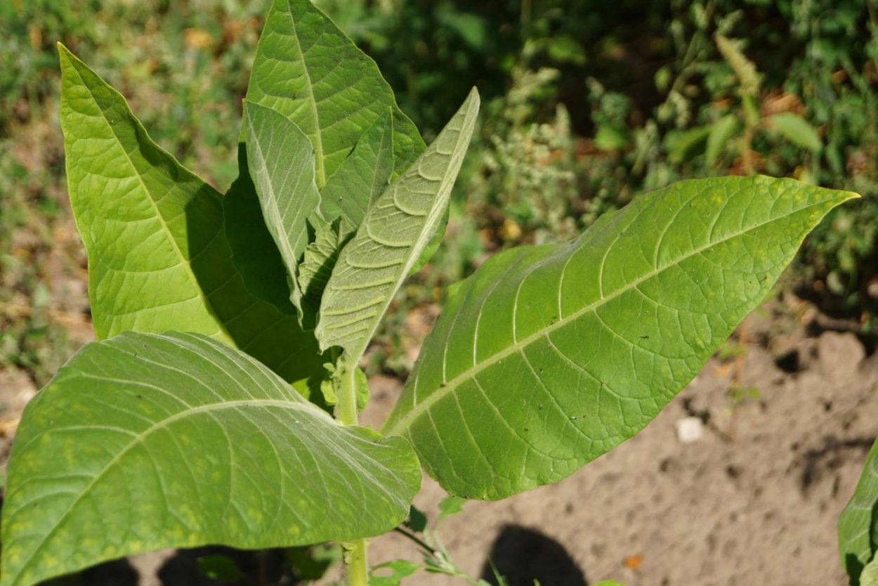 Растение Nicotiana tabacum