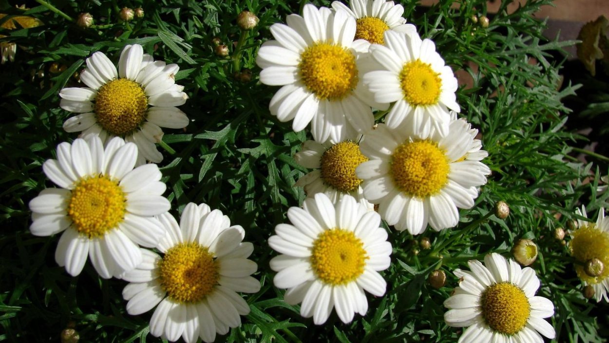 Аргирантемум белый махровый