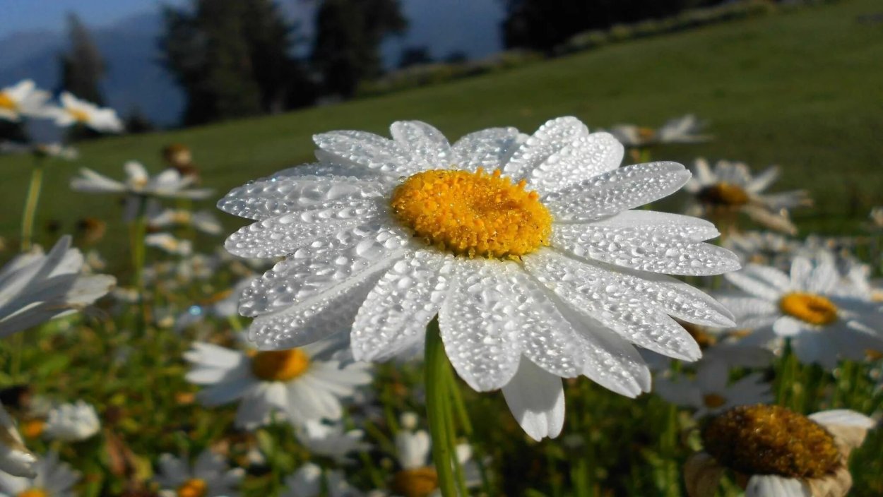 Мойчечак Гули