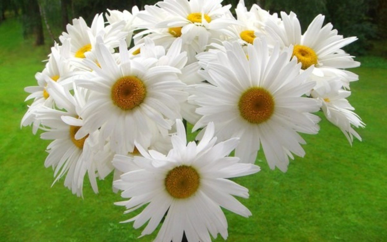 Гигантские ромашки