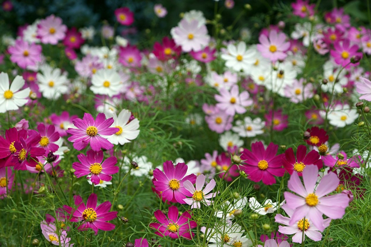 Ромашка космея многолетняя