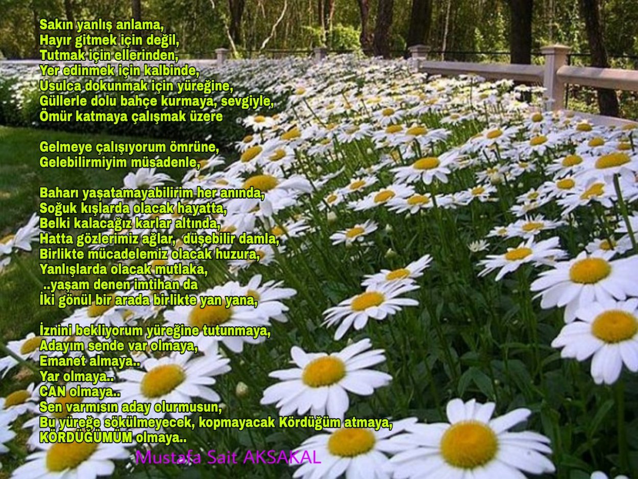 Нивяник гибридный 'Brightside'