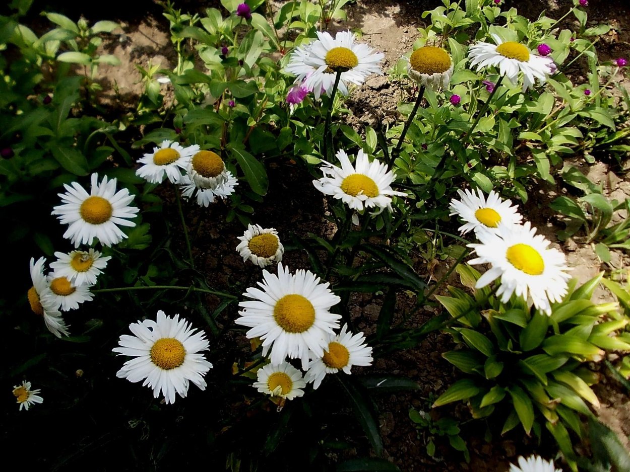 Ромашка Садовая крупноцветковая