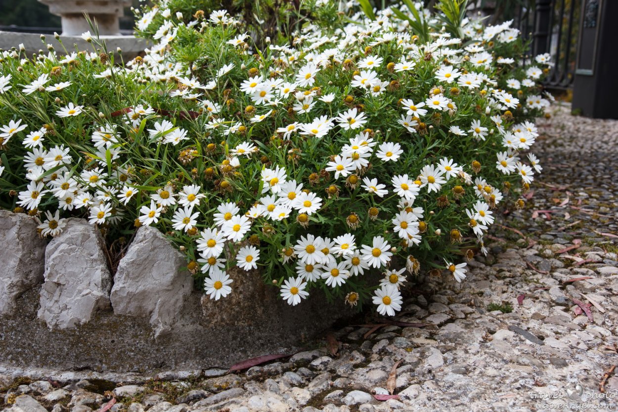 Нивяник на клумбе