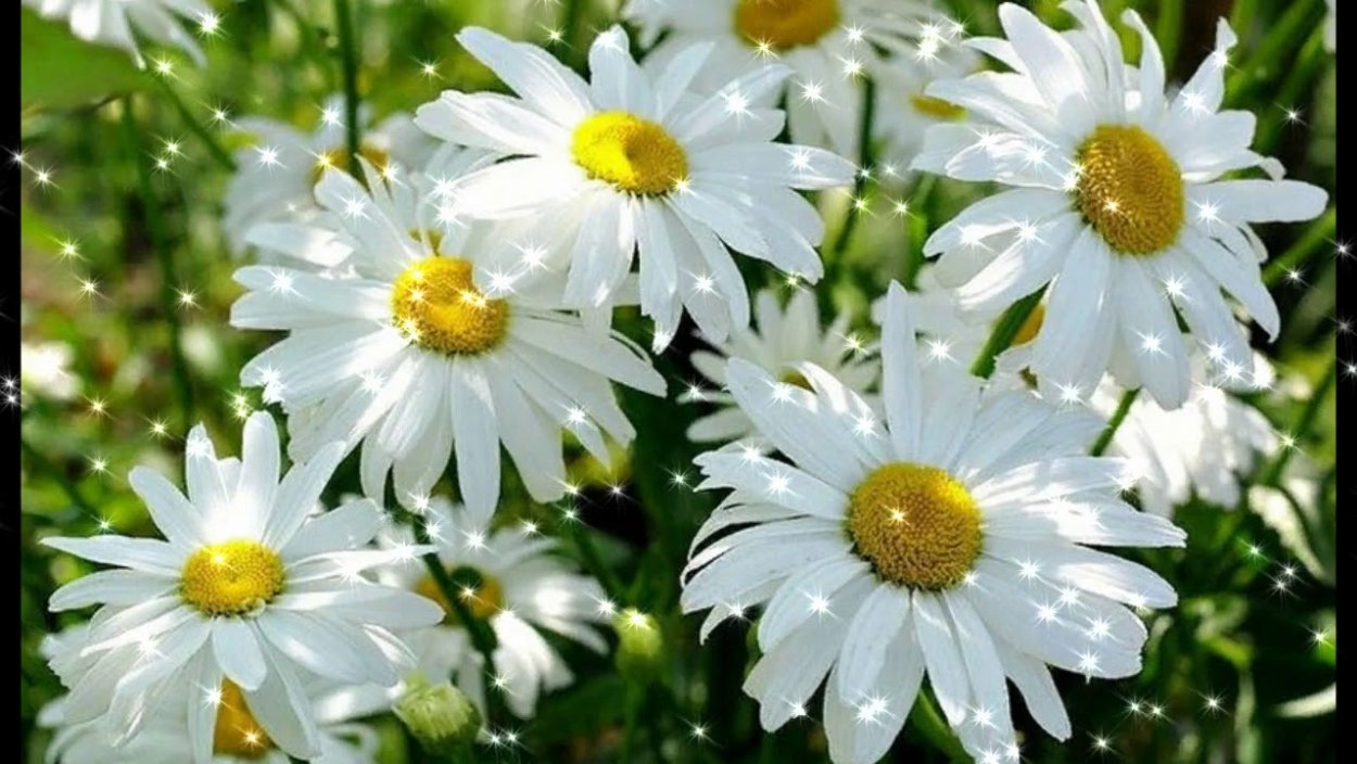 Белоснежные ромашки