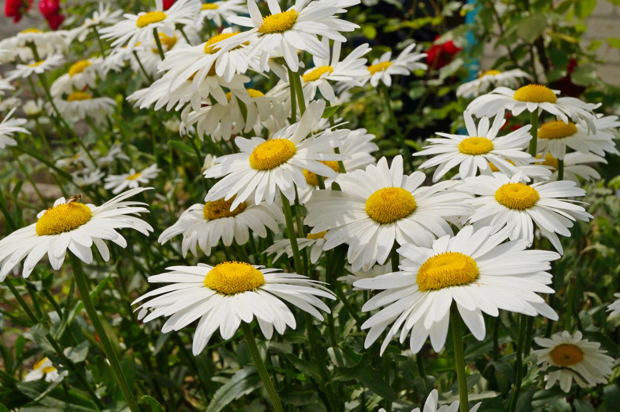 Ромашка Амелия