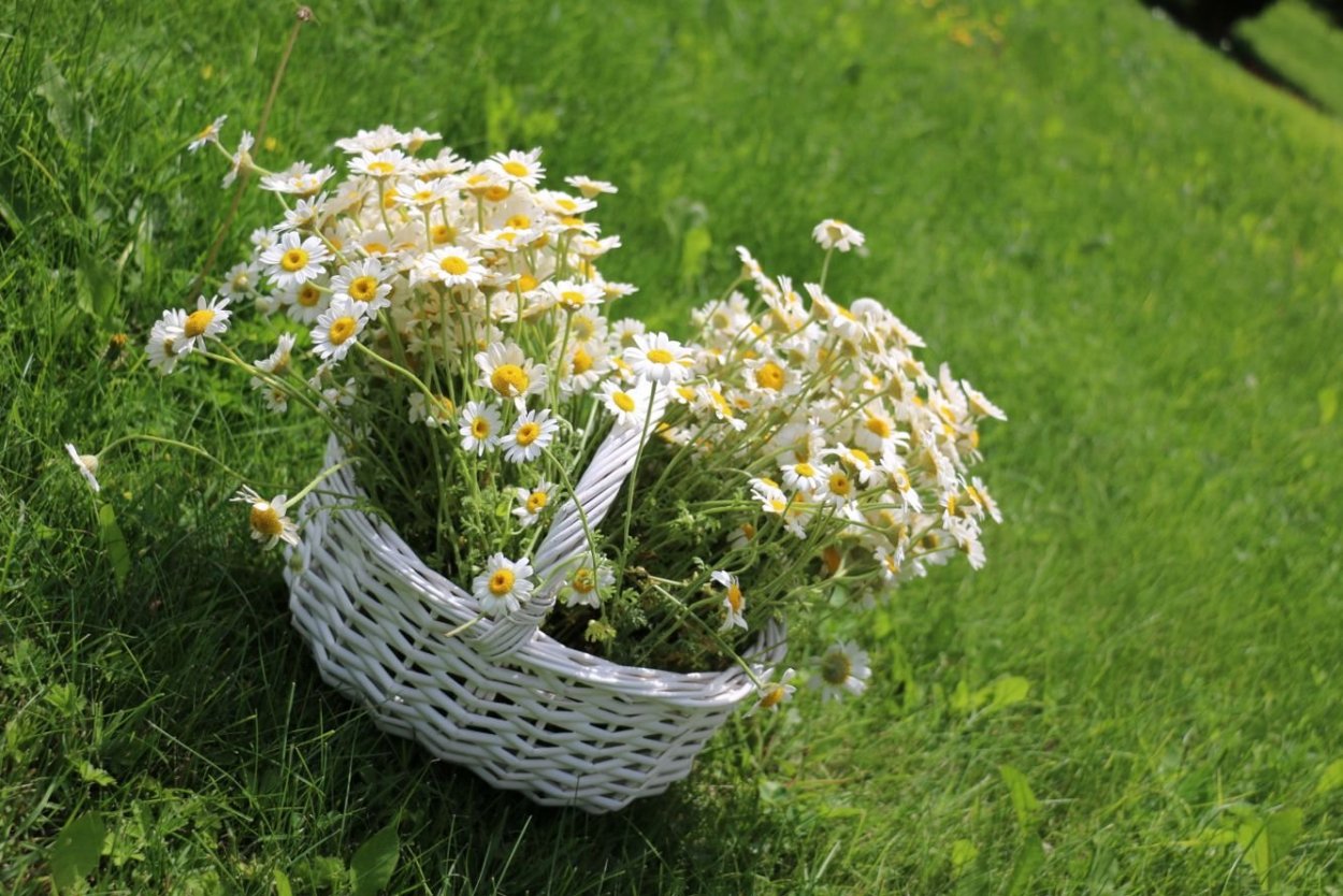 Корзинка с ромашками