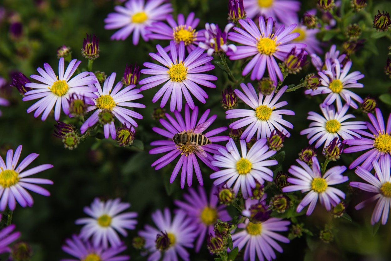 Презентация на тему подсолнух масло