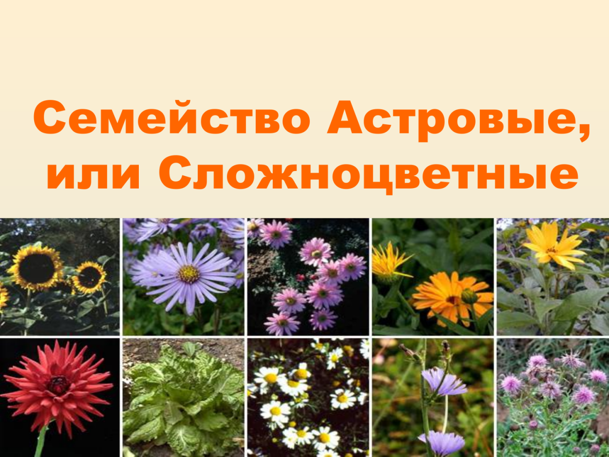 Семейству астровых (Asteraceae)