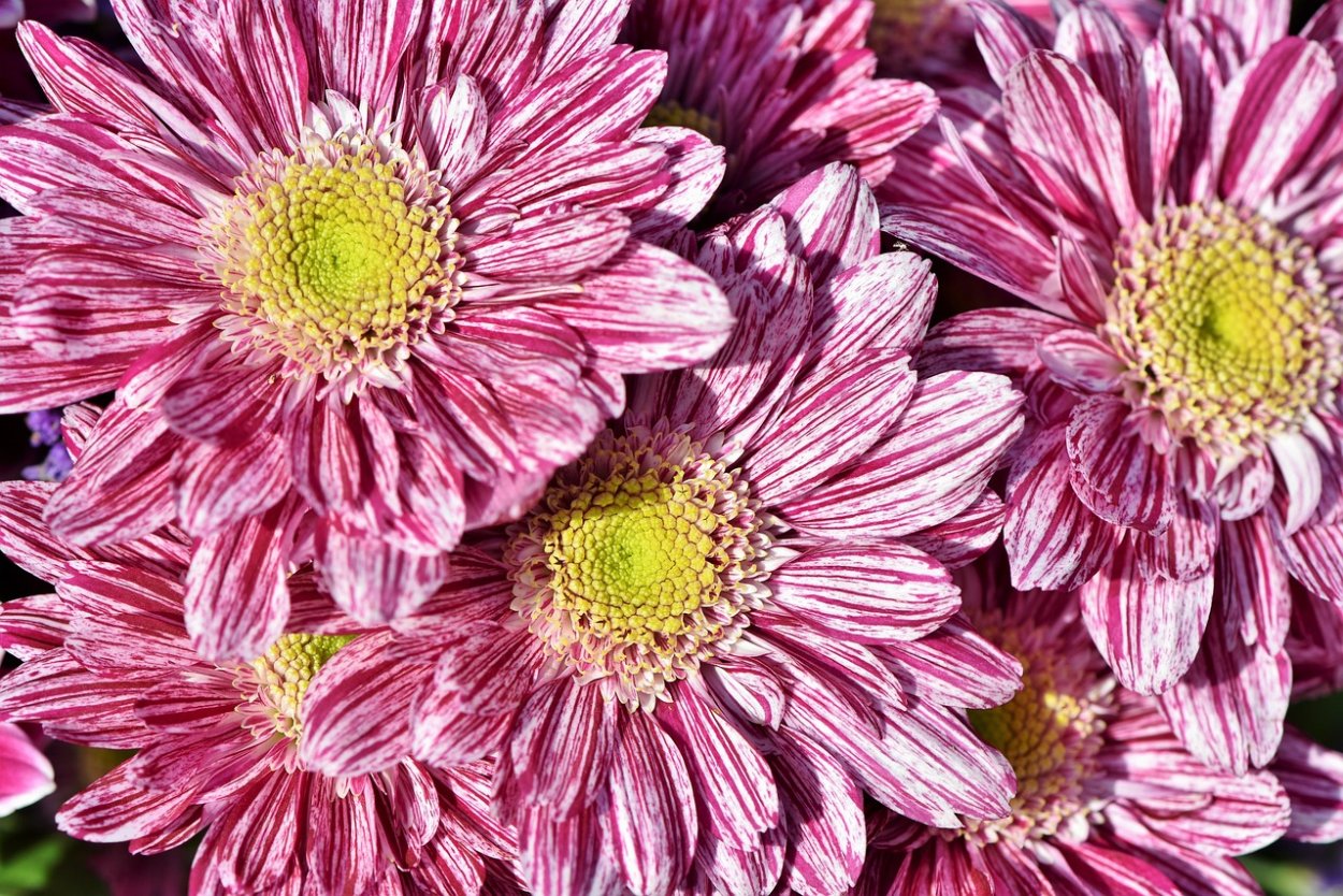 Астровые (Asteraceae)