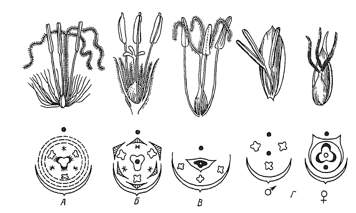 Строение корня одуванчика