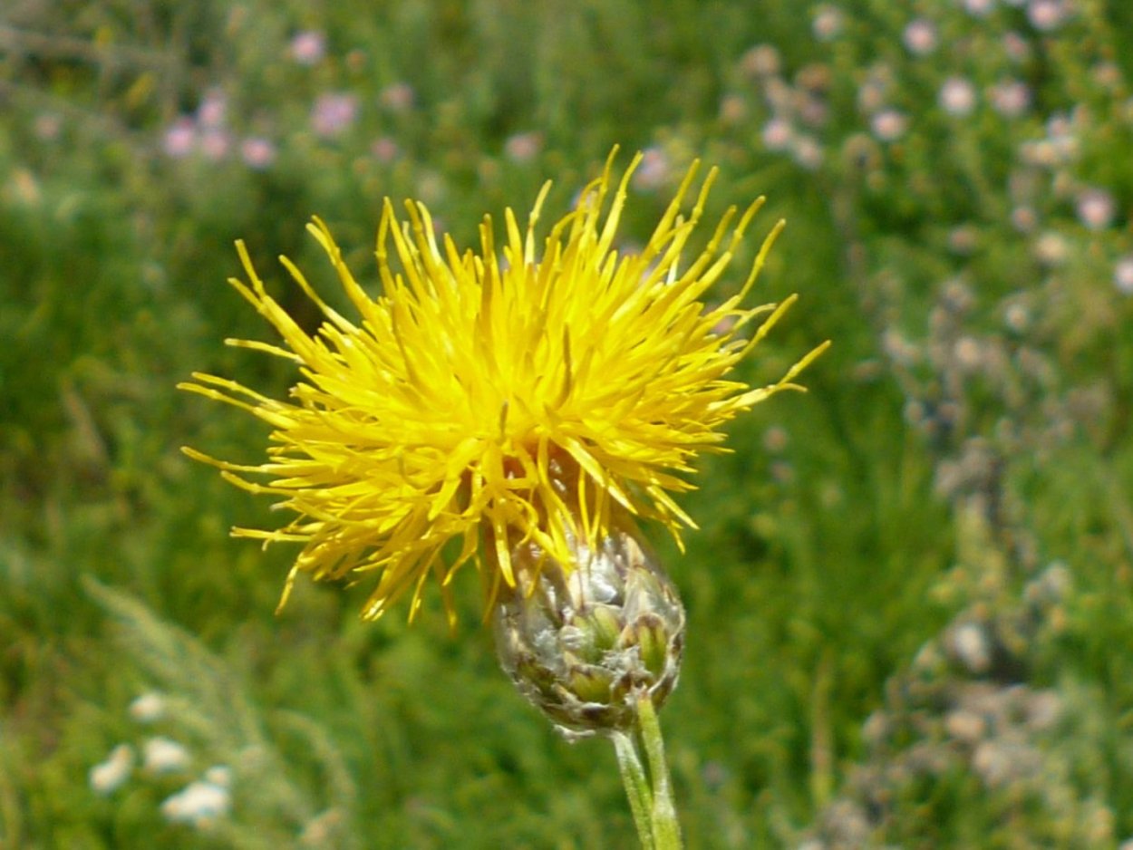 Семейству астровых (Asteraceae)