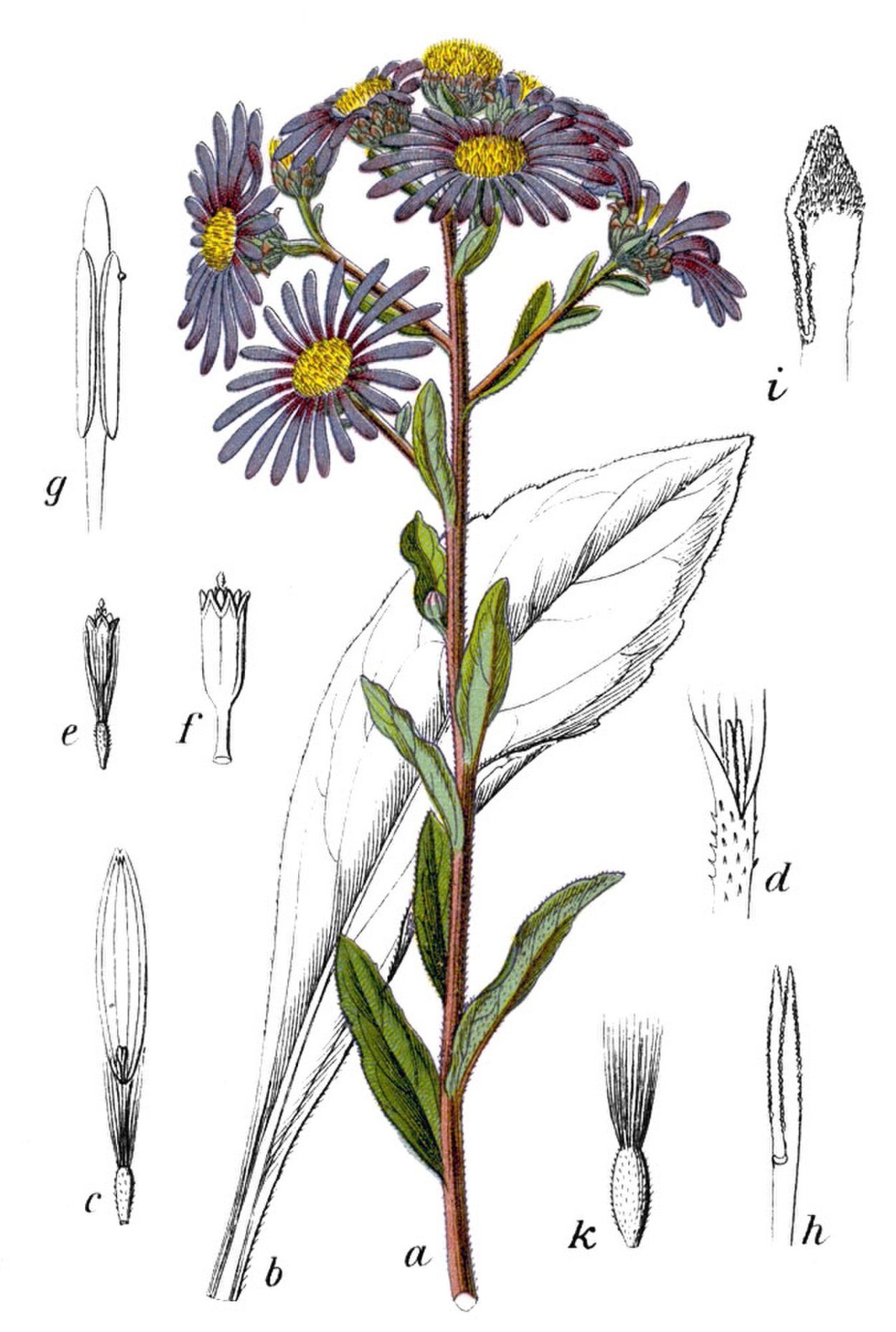 Астра Ромашковая семейство Сложноцветные