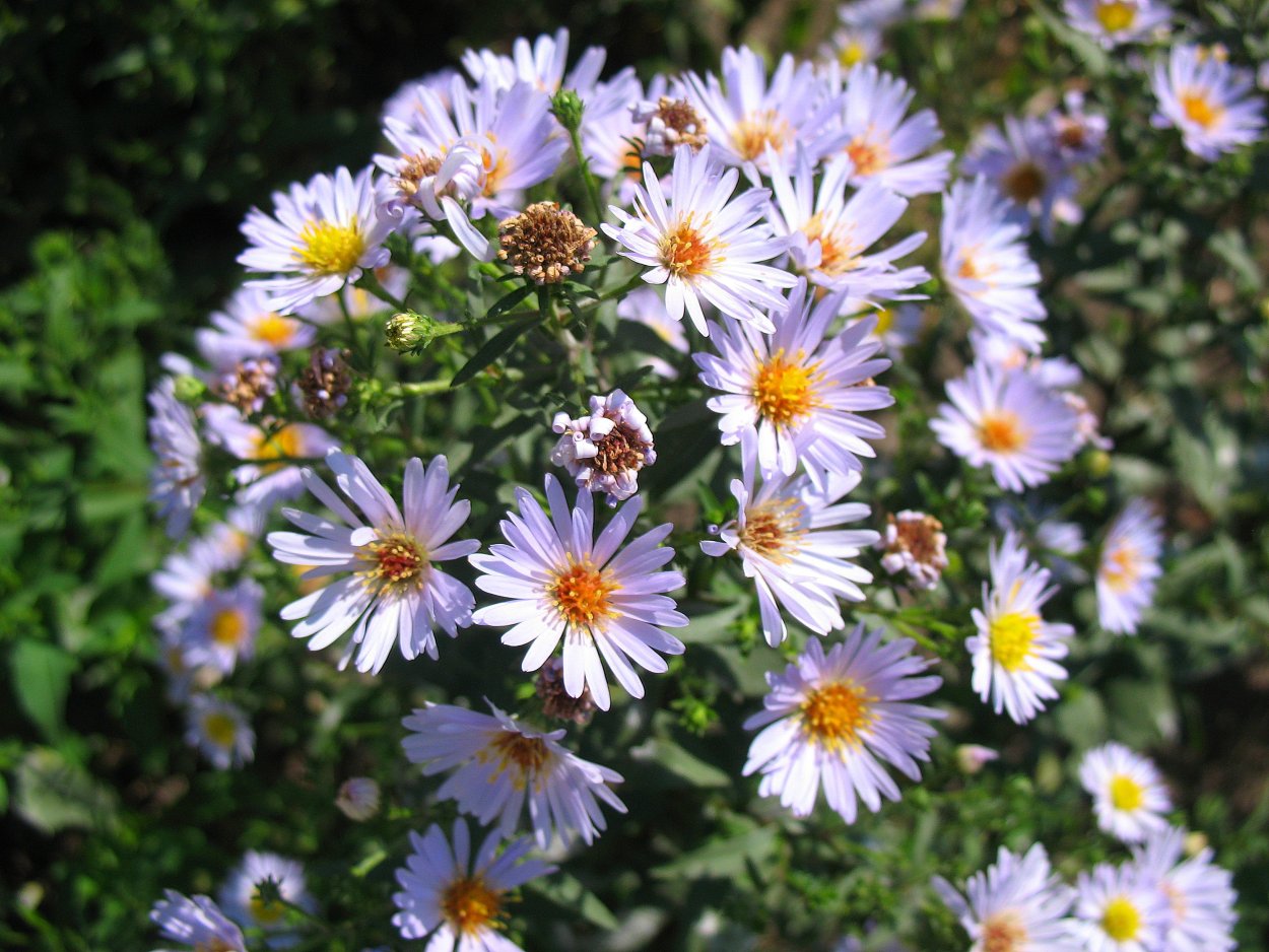 Цицербита Уральская