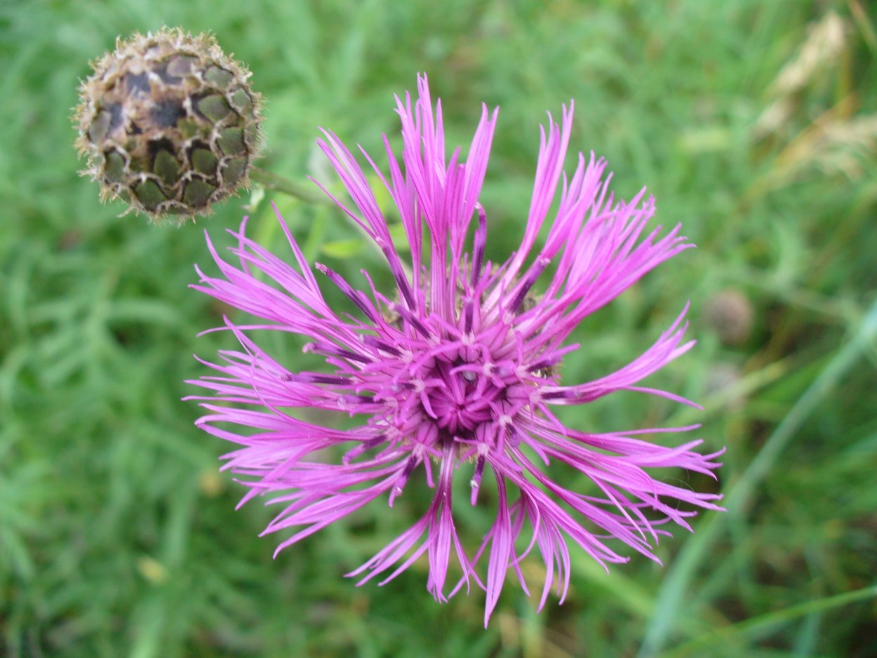 Астровые (Asteraceae)