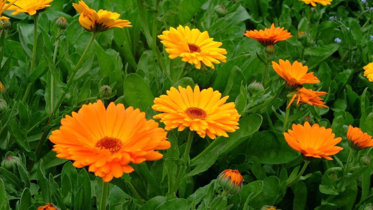 Calendula officinalis