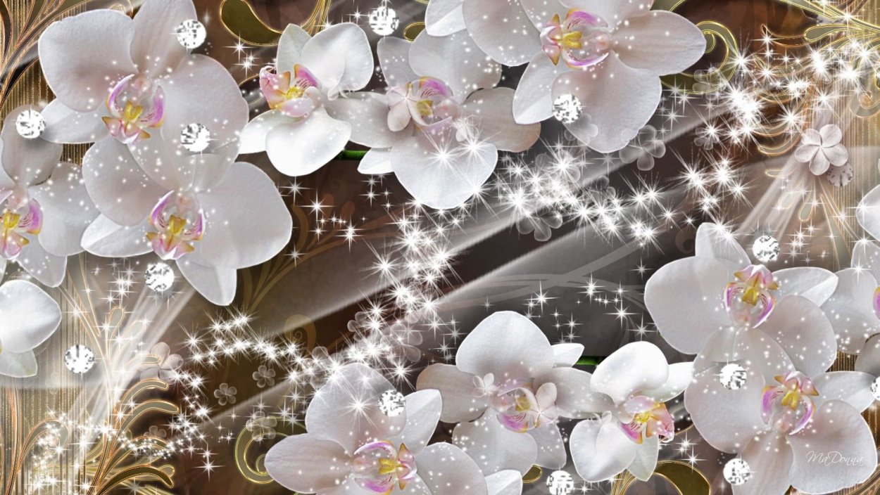 Фон для открытки орхидеи