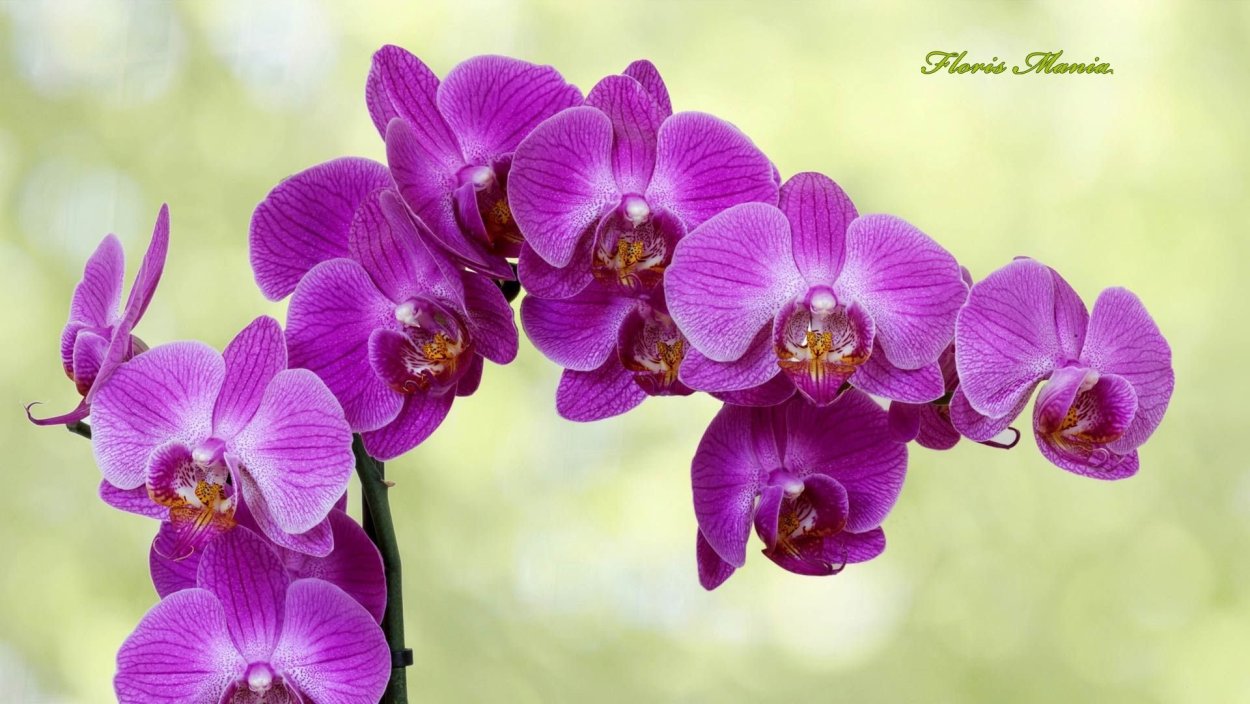 Фаленопсис Франческа