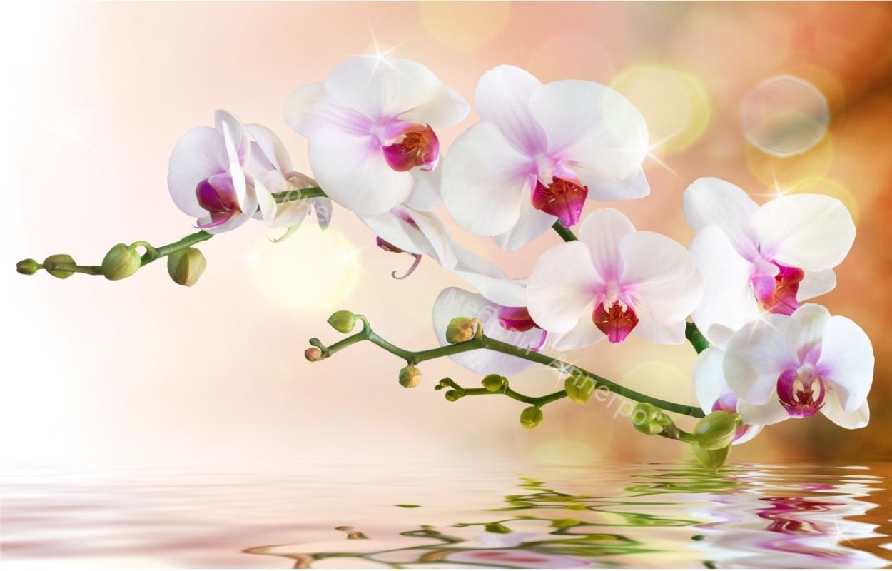 Оптион голубая Орхидея