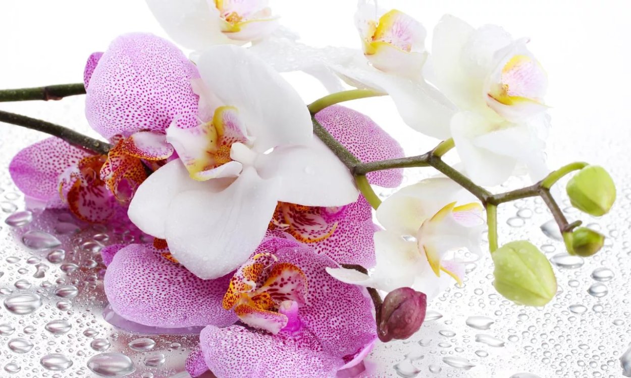 Фреска орхидеи