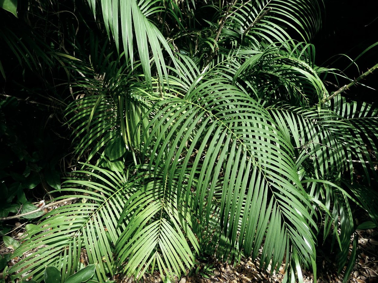 Каламус ротанговая Пальма